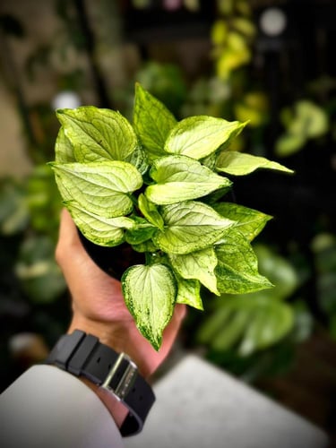 SYNGONIUM MOUSE EARS