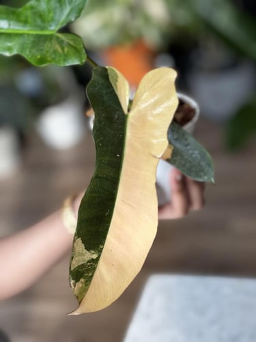 PHILODENDRON (FLORIDAXMAYOI)XBROWN BILLIETII