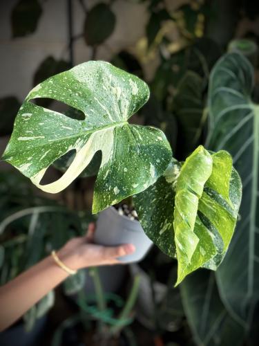 Monstera Thai Constellati