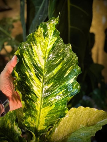 ANTHURIUM HOOKERI VARIEGATED