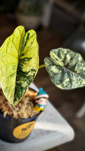 ALOCASIA DRAGON SCALE ALBO