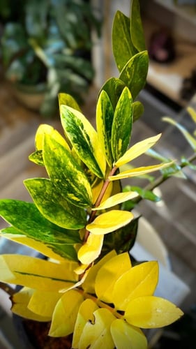 ZAMIOCULCAS ZAMIIFOLIA AUREA VARIEGATED