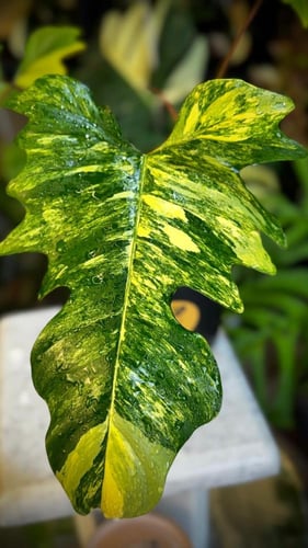 PHILODENDRON FLORIDA x MAYOI