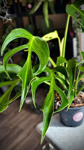 MONSTERA BURLE MARX FRAME