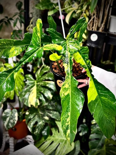 PHILODENDRON JOEPII Variegated