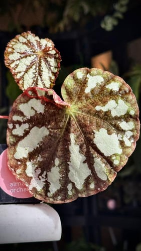 BEGONIA REX MIX VARIETIES