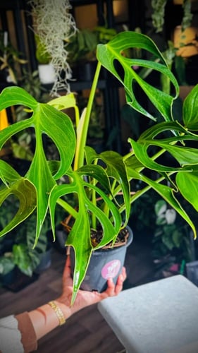 MONSTERA BURLE MARX FRAME