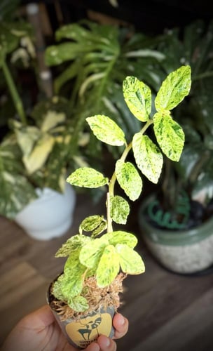 PELLIONIA SP VARIEGATED