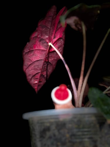 ALOCASIA CHANTRIERI PINK