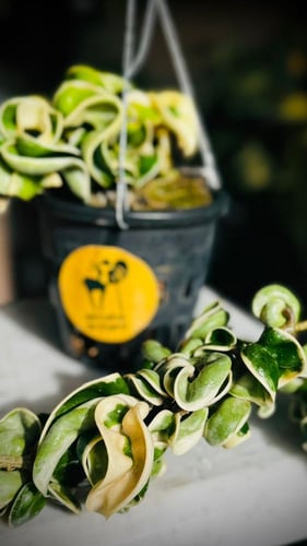 HOYA COMPACTA ALBO-MARGINATA