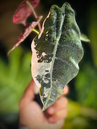 Alocasia Chantrieri variegated
