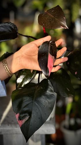 Philodendron Pink Princess