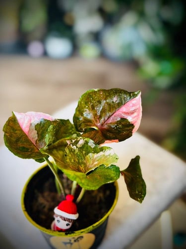 SYNGONIUM STRAWBERRY ICE