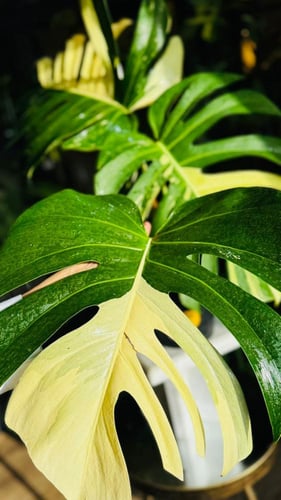 MONSTERA DELICIOSA MINT