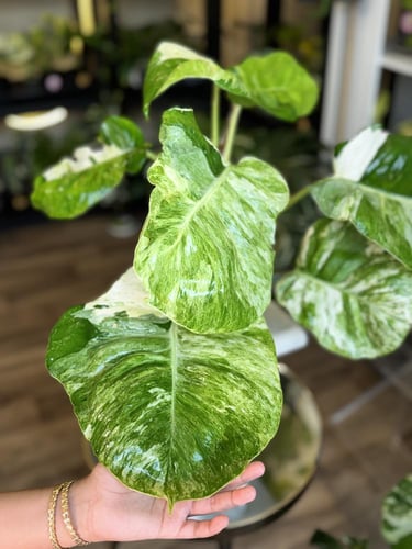 POTHOS N JOY (BIG LEAF)