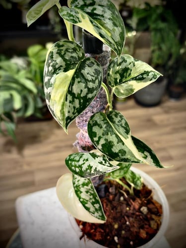 SCINDAPSUS MAYARI