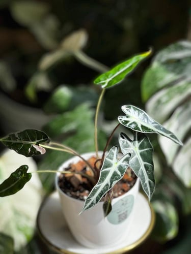 الوكاسيا بامبينو بينك متنوعةAlocasia Bambino Pink...