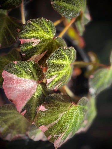 BEGONIA SOLI MUTATA VARIEGATED