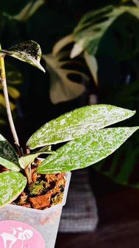 HOYA PUBICALYX SPLASH ALBO