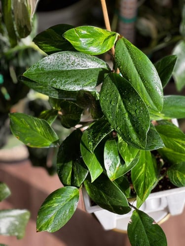 Rhaphidophora Crassifolia Variegated Plant