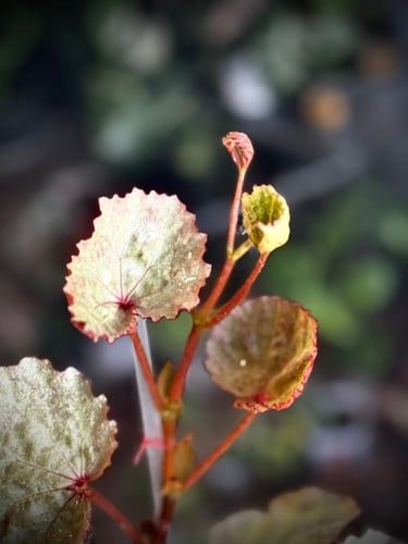 BEGONIA REX MIX VARIETY