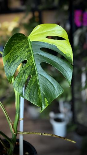 MONSTERA DELICIOSA AUREA