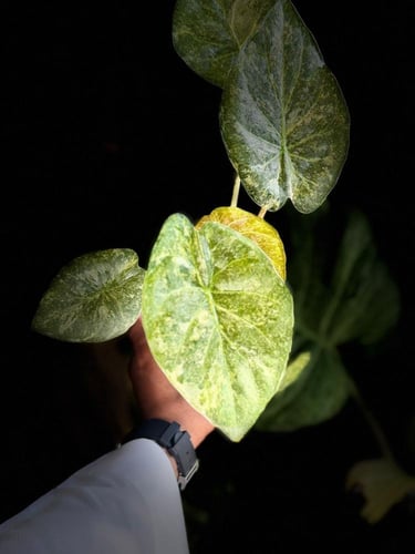 ALOCASIA WENTII SPLASH