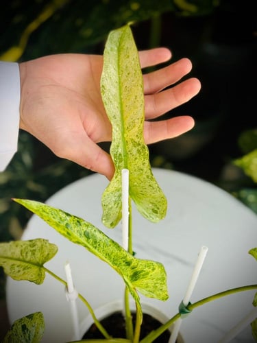 PHILODENDRON BILLIETIAE x PARAISO