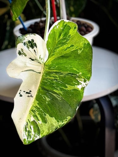 PHILODENDRON PARAISO ALBO