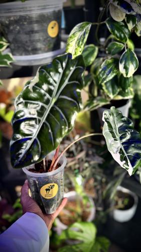 ALOCASIA CHANTRIERI PINK