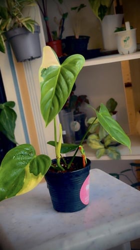 PHILODENDRON TOPICAL