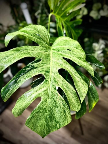 MONSTERA DELICIOSA FULL MINT