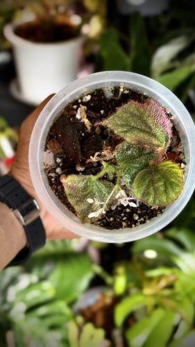BEGONIA REX MIX VARIET
