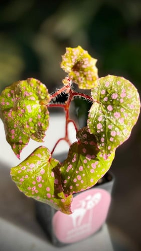 BEGONIA REX MIX VARIETIES