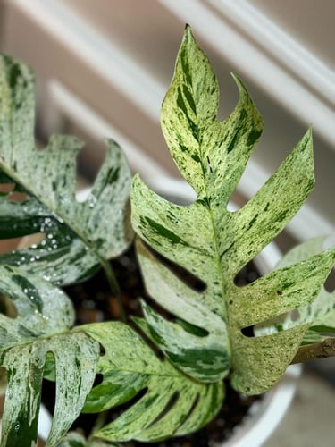 EPIPREMNUM PINNATUM MARBL