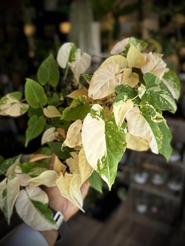 FALLOPIA MULTIFLORA