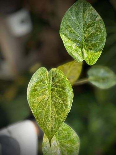 ALOCASIA WENTII SPLASH
