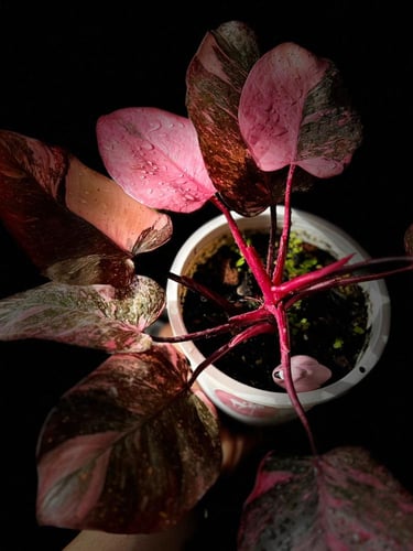 PHILODENDRON PINK PRINCESS MARBLE GALEXY