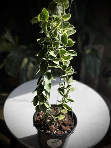 HOYA CUMMINGIANA ALBO