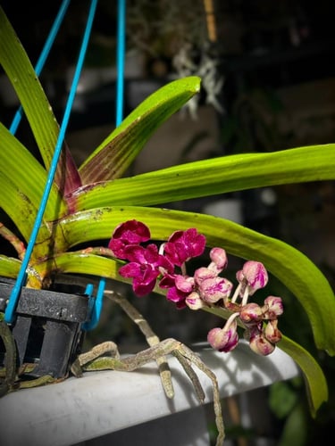 RHYNCHOSTYLIS GIGANTEA