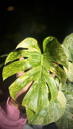 monstera deliciosa legacy