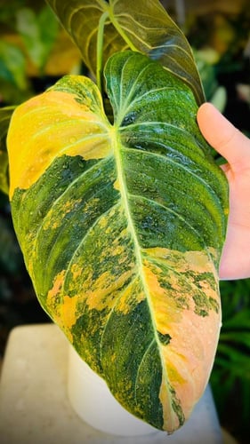 PHILODENDRON MELANO PINK Variegated