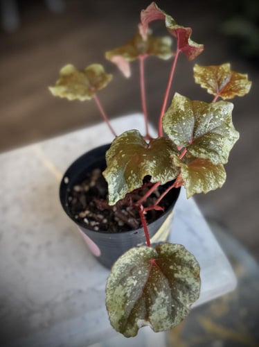 BEGONIA REX MIX VARIETIES