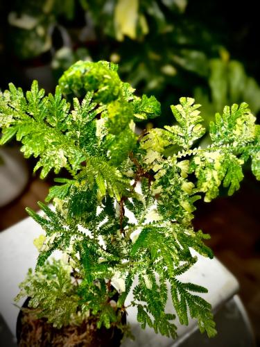SELAGINELLA FERN Variegated