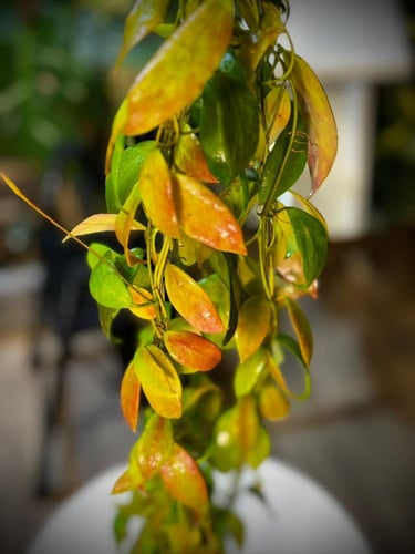 HOYA FLAVIDA