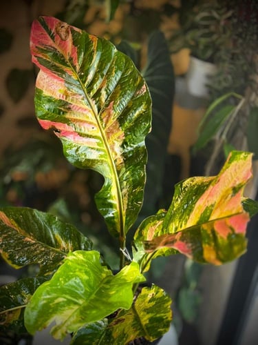 ANTHURIUM HOOKERI VARIEGATED
