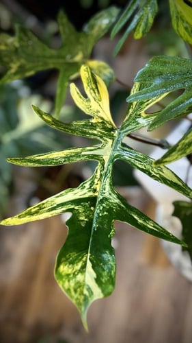 PHILODENDRON (FLORIDA x MAYOI) x MAYOI