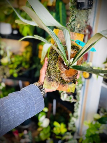 PLATYCERIUM HILL SPORT