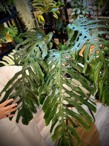 MONSTERA DUBIA FORMS