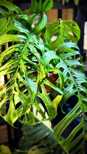MONSTERA ESQUELETO